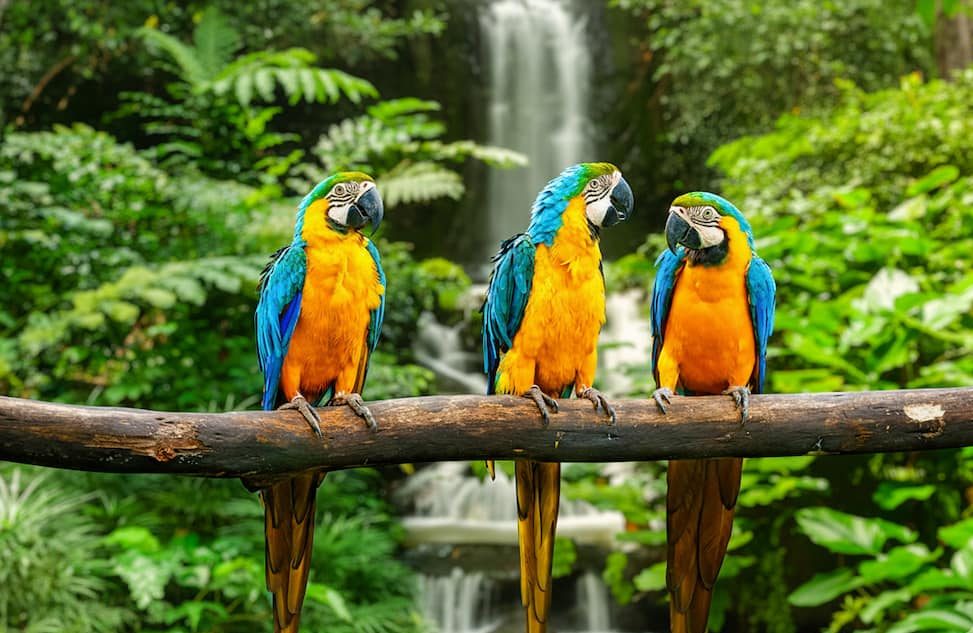 loro parque tenerife norte